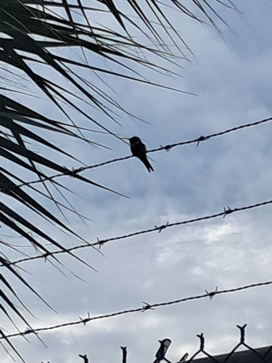 Колібрі-аметист багамський - ML646944369