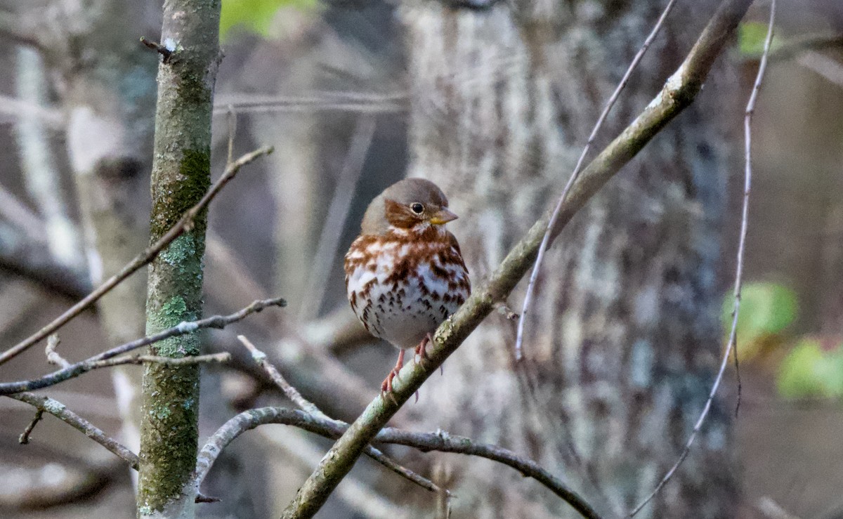 Chingolo Zorruno - ML646944375