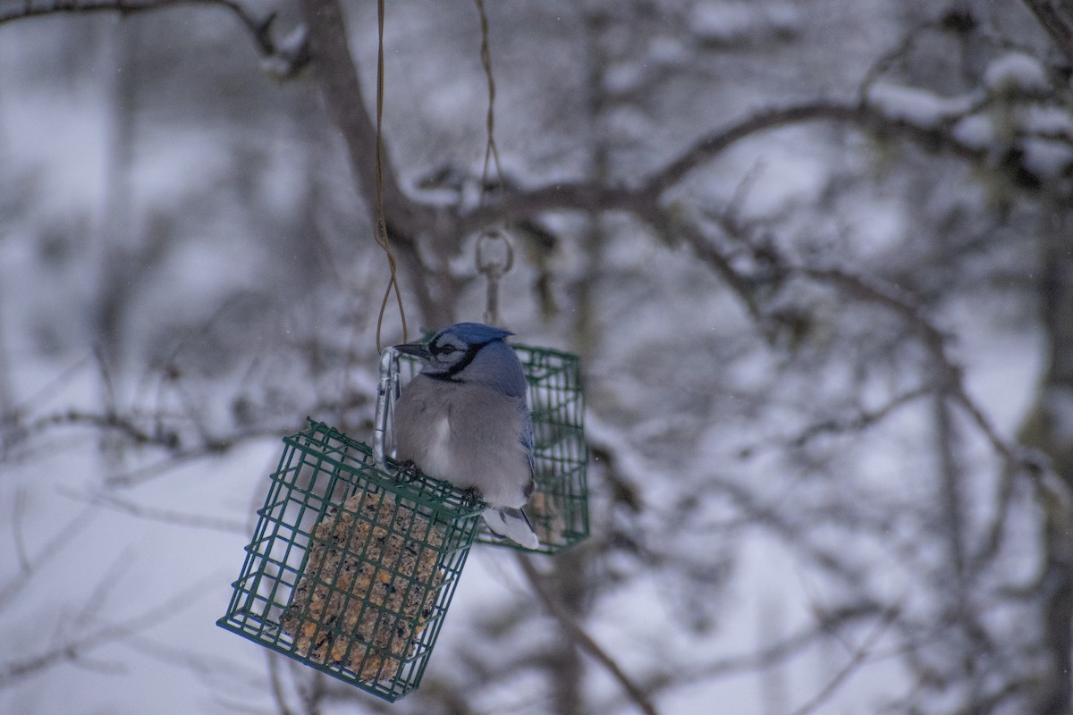 Blue Jay - ML646944376
