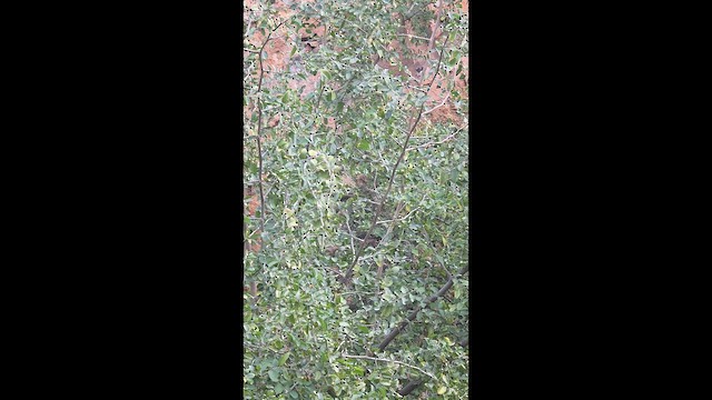 sýkora uzdičková - ML646944381