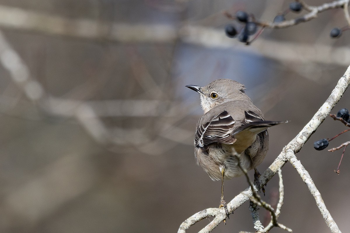 Northern Mockingbird - ML646944385