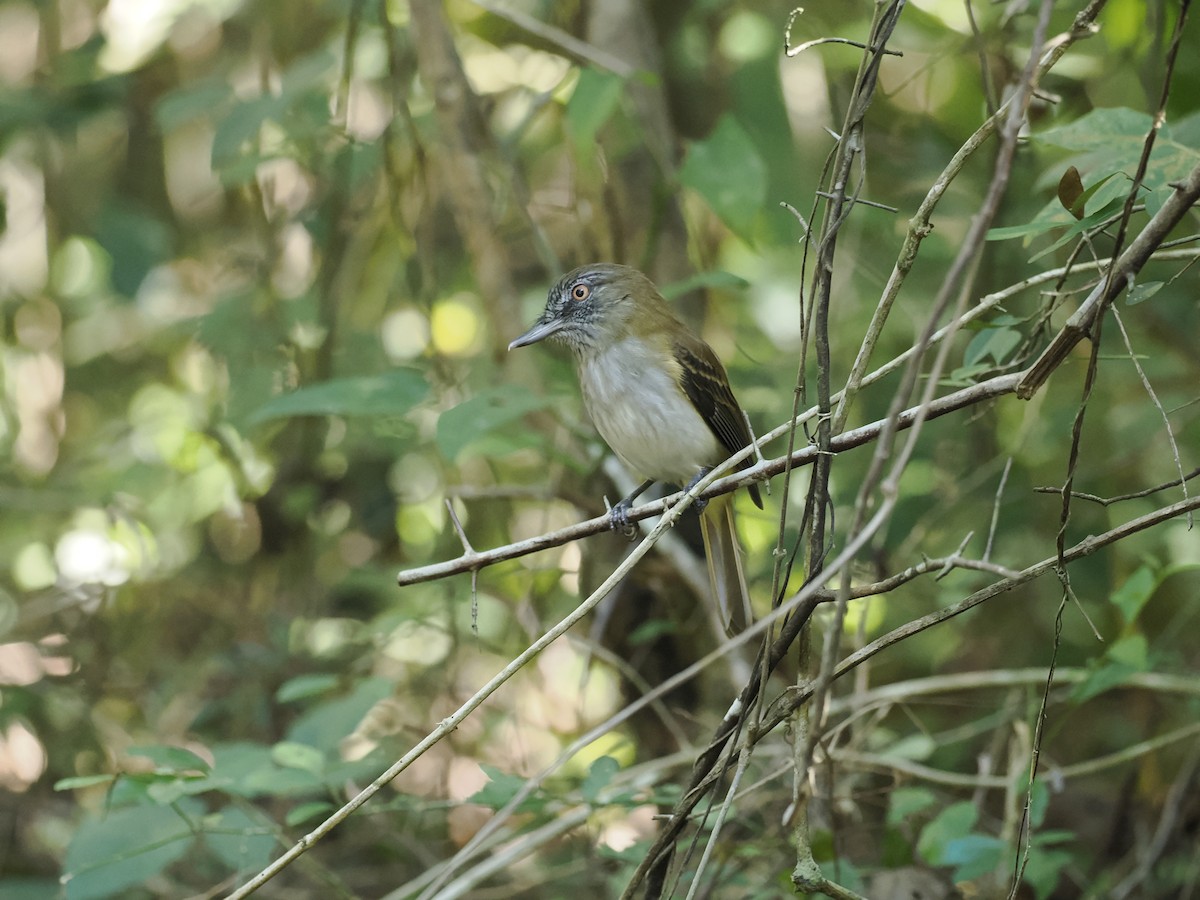 Bright-rumped Attila - ML646944387