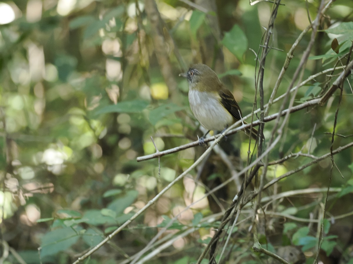 Bright-rumped Attila - ML646944388