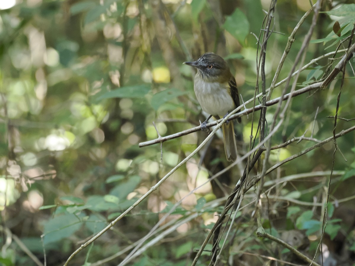 Bright-rumped Attila - ML646944390