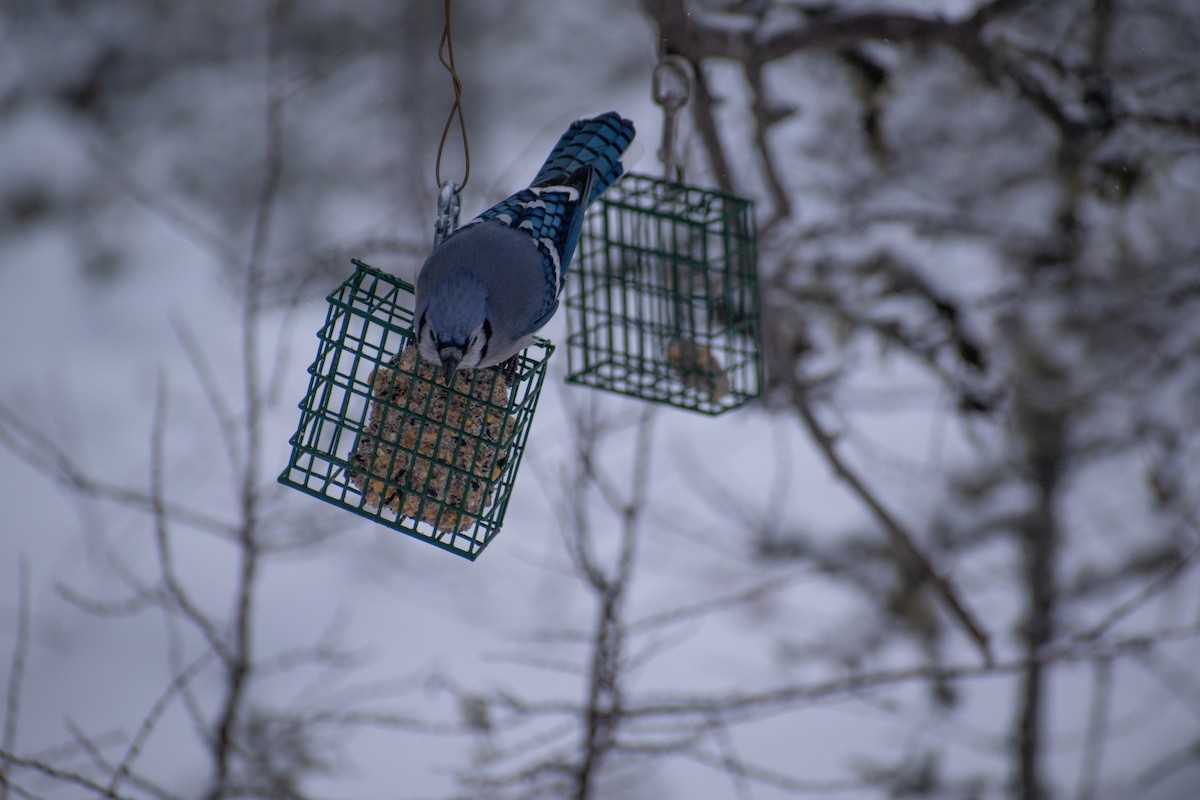 Blue Jay - ML646944393
