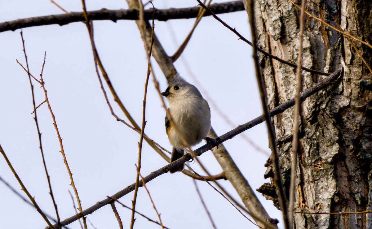 Herrerillo Bicolor - ML646944394