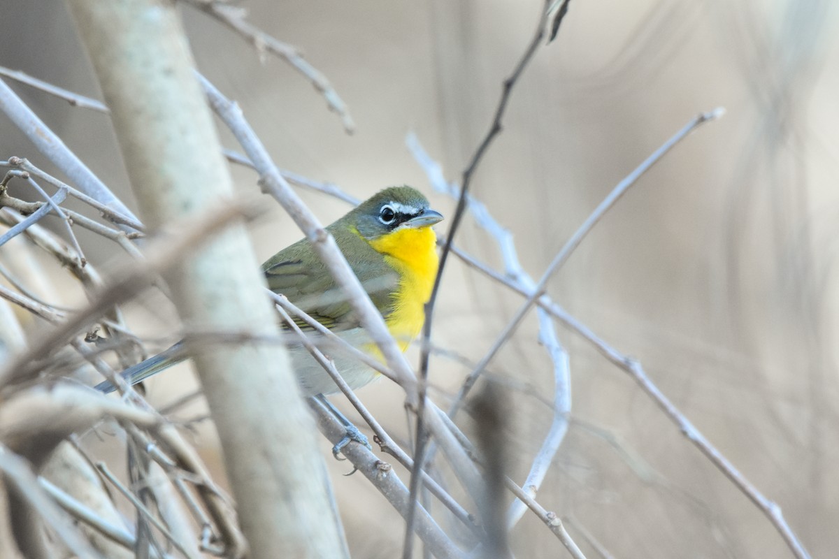 Yellow-breasted Chat - ML646944395