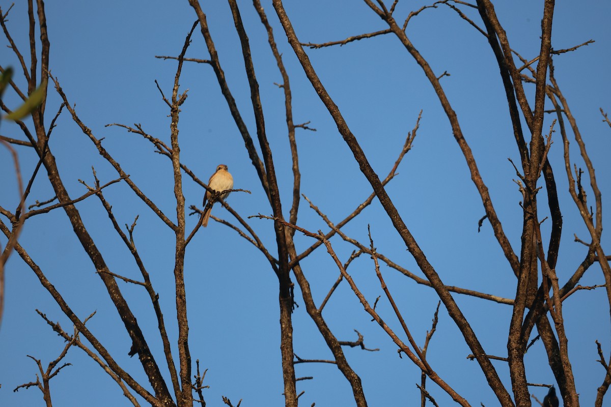 Сорокопуд сибірський - ML646944397