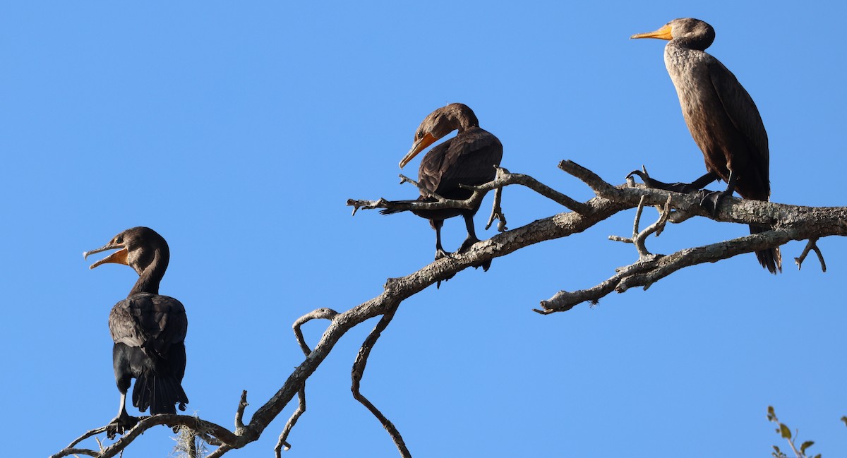 Double-crested Cormorant - ML646944404