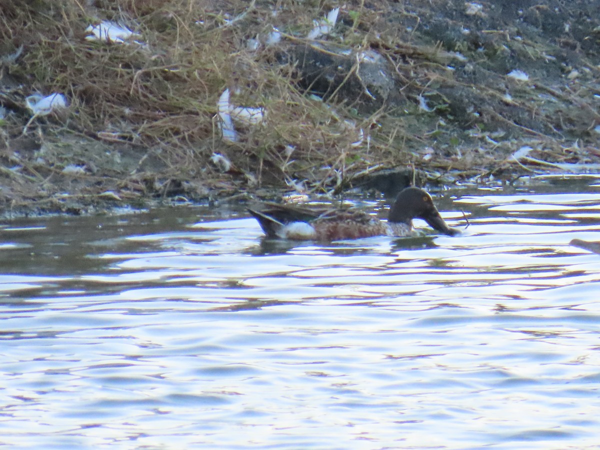 מרית צפונית - ML646944414