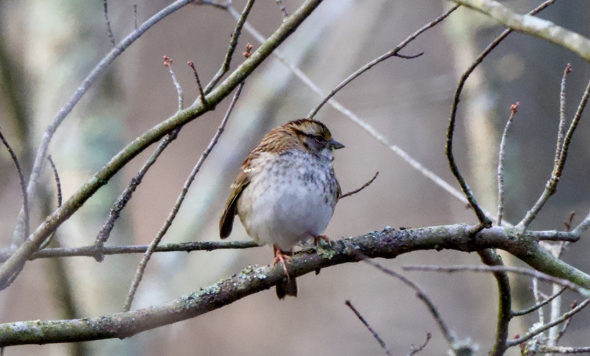 Chingolo Gorjiblanco - ML646944416