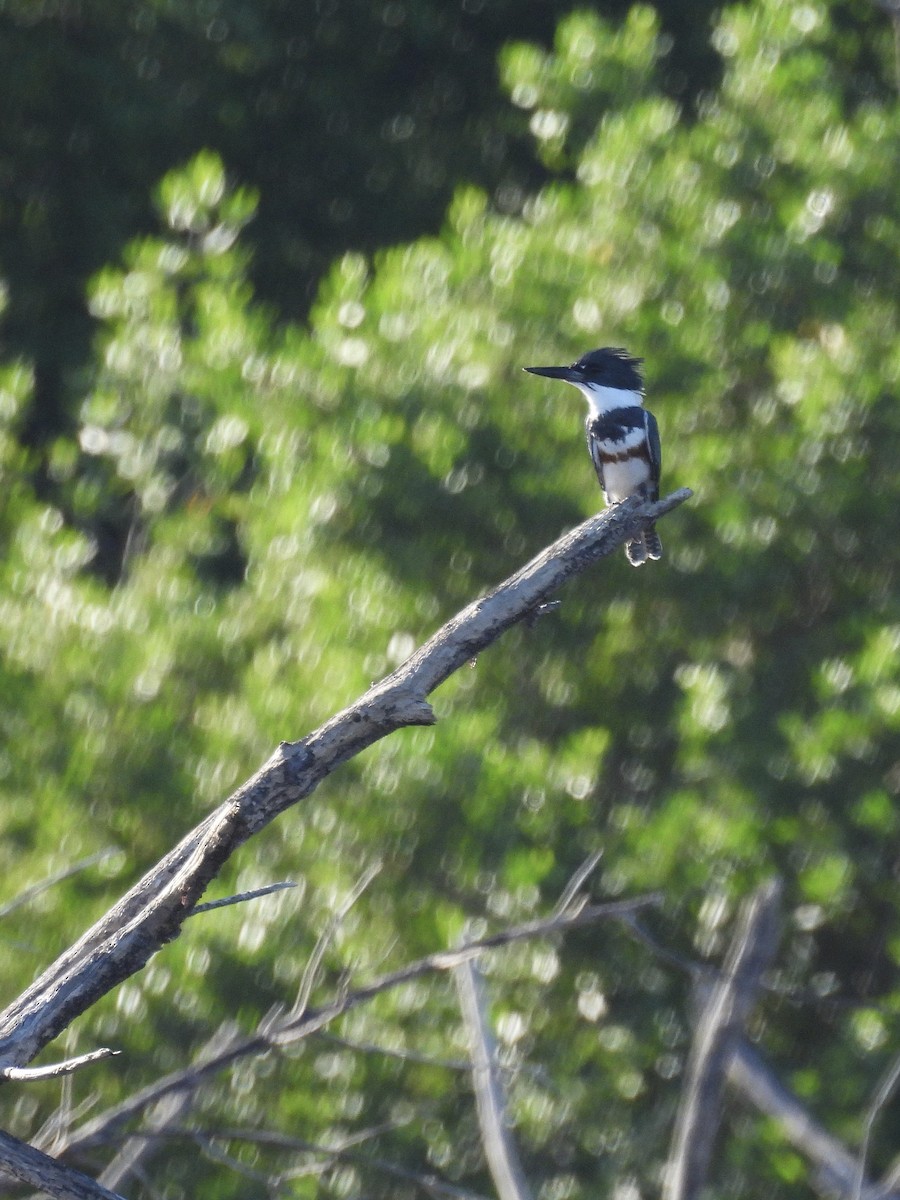 Belted Kingfisher - ML646944417