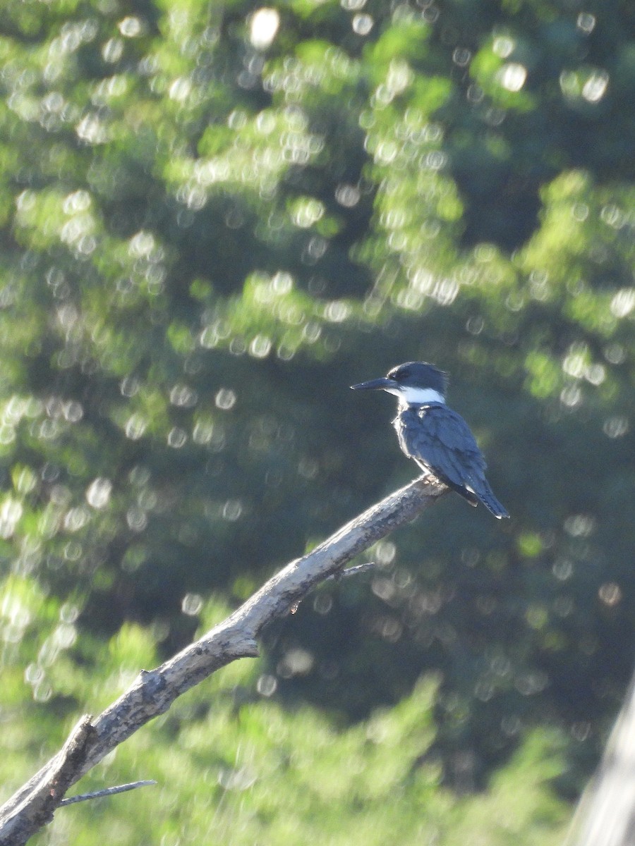 Belted Kingfisher - ML646944418