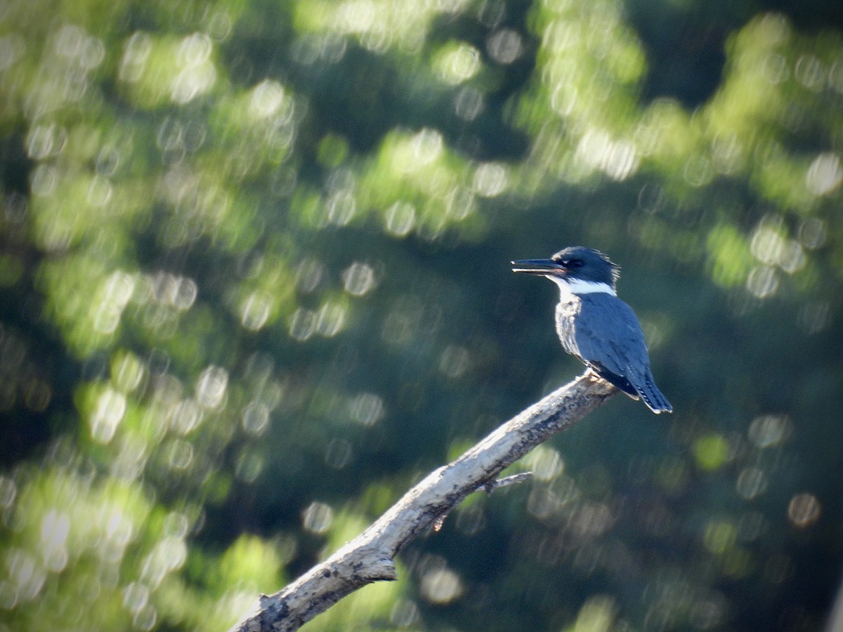 Belted Kingfisher - ML646944419
