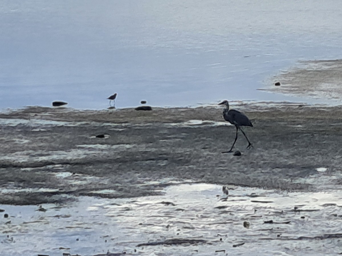 Чапля північна - ML646944424