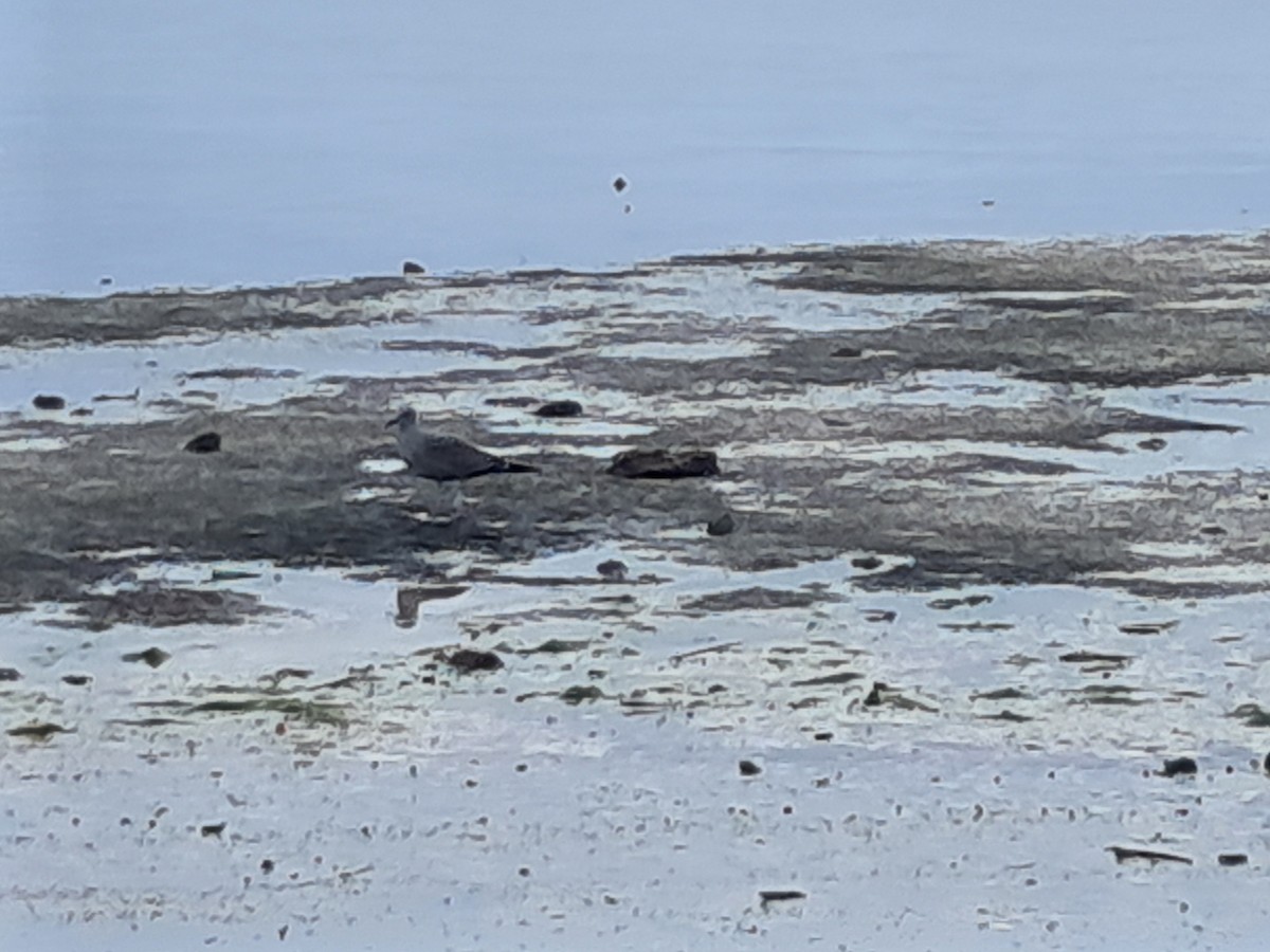 Чапля північна - ML646944425