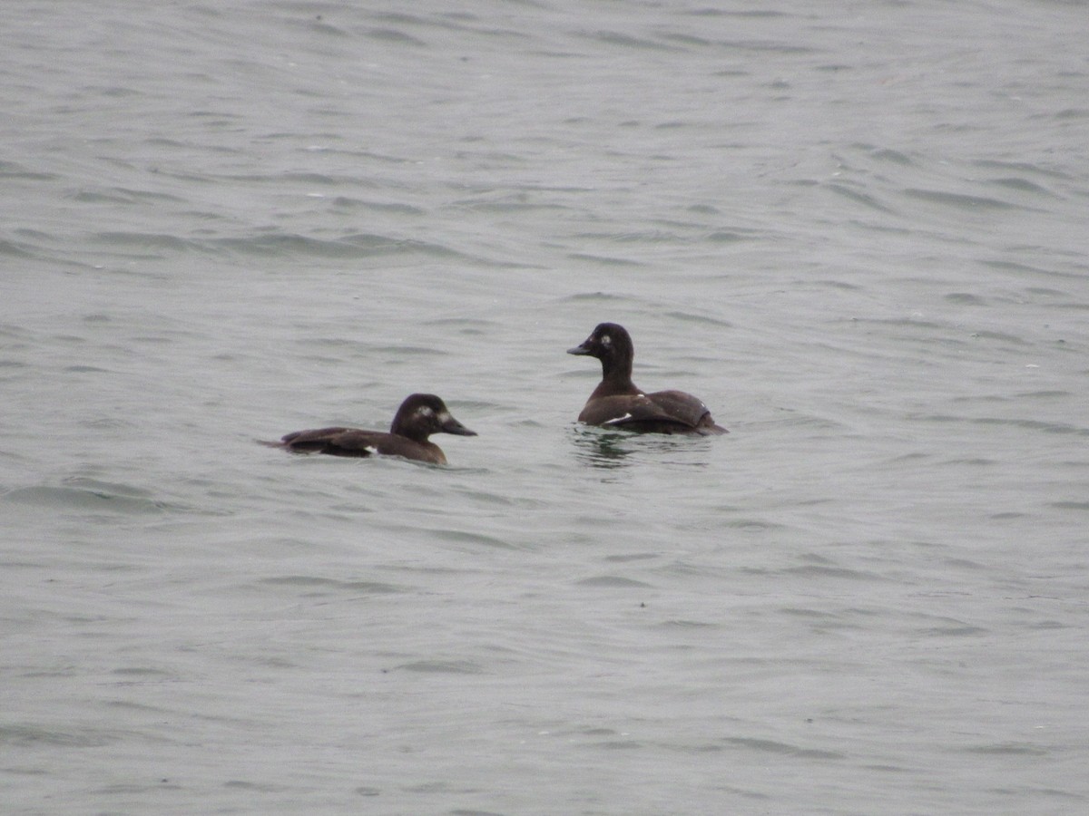 White-winged Scoter - ML646944428
