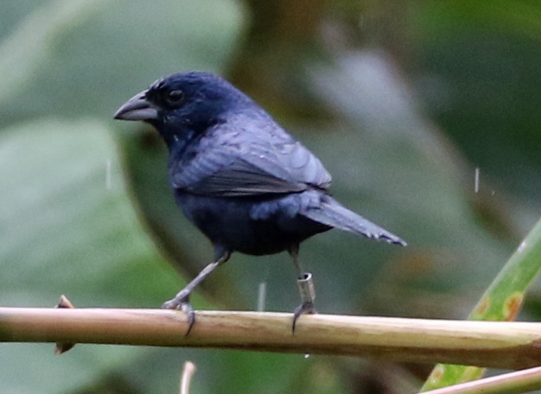 Jacarinitangare - ML646944439