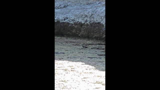 Погонич каролінський - ML646944441