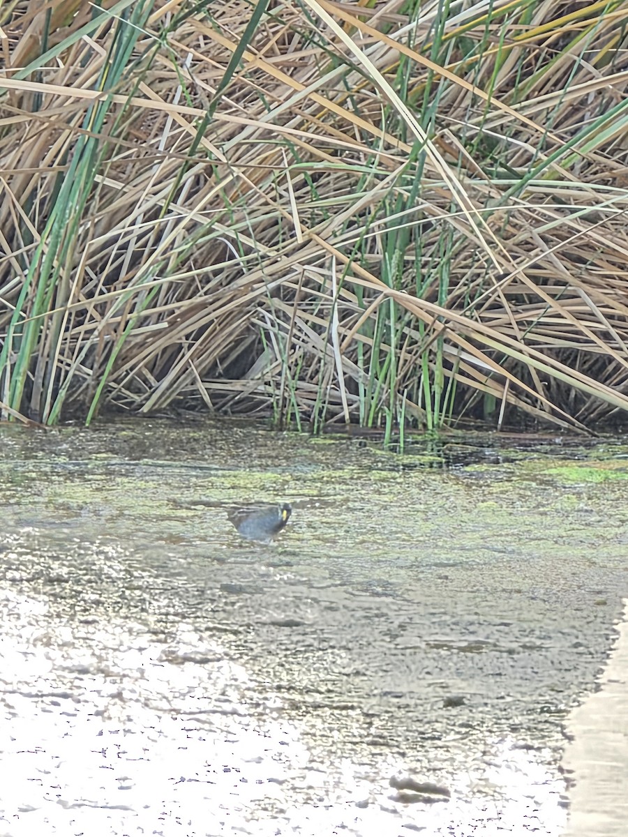 Погонич каролінський - ML646944442