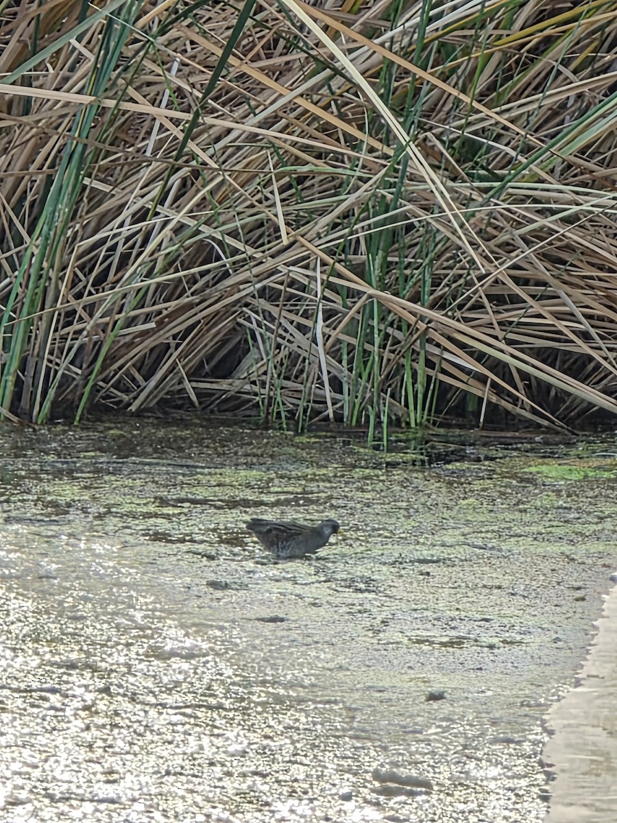 Погонич каролінський - ML646944443