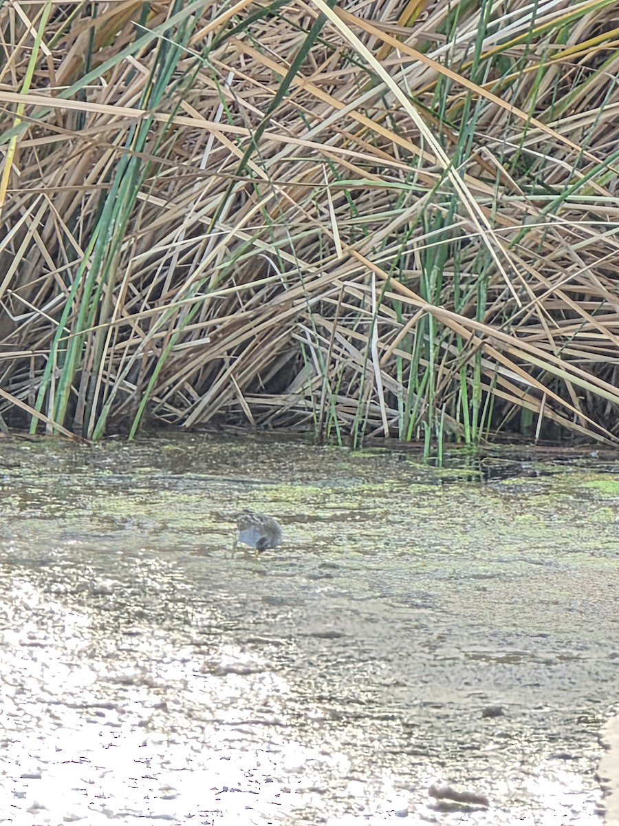 Погонич каролінський - ML646944445