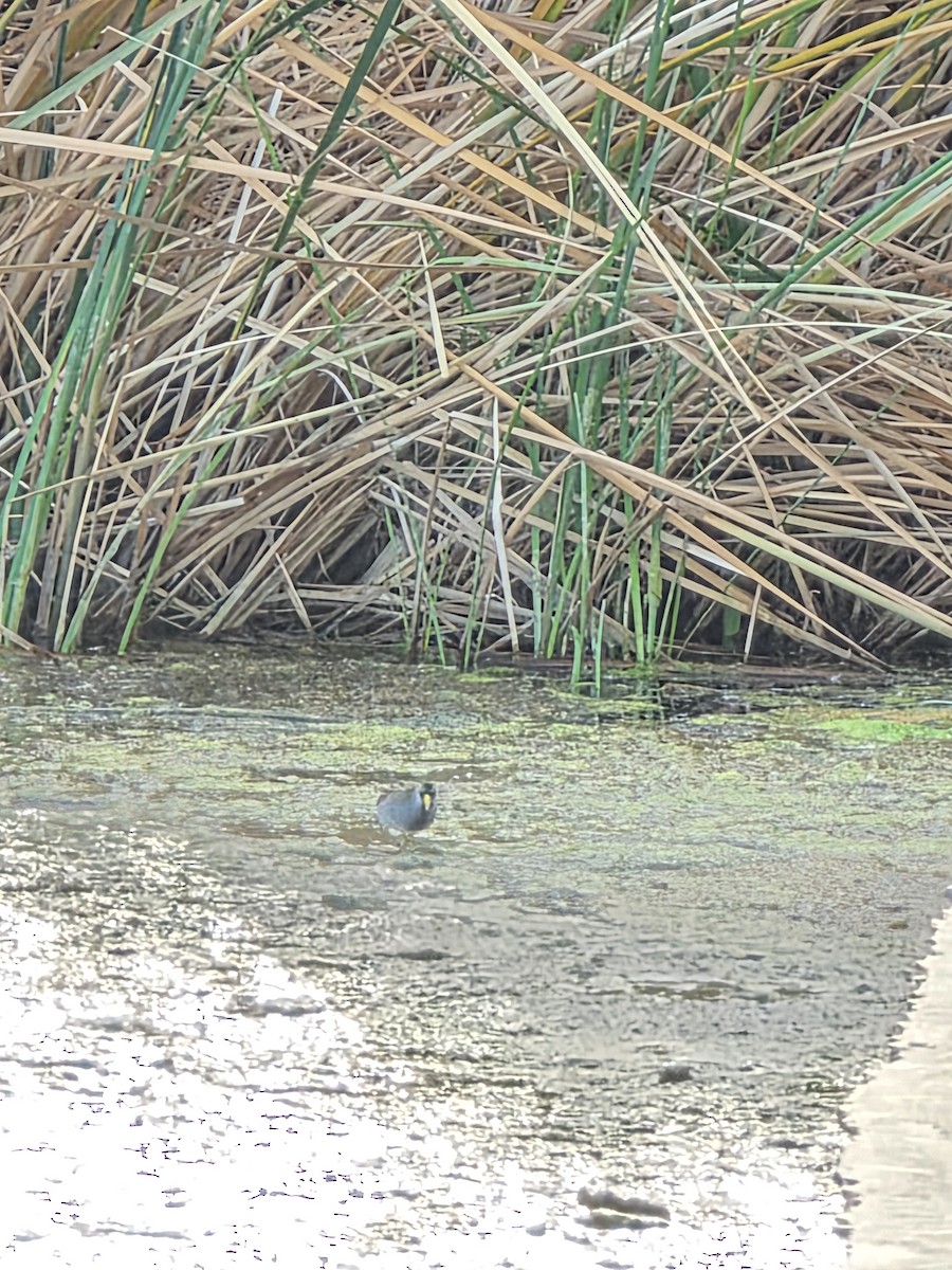 Погонич каролінський - ML646944447