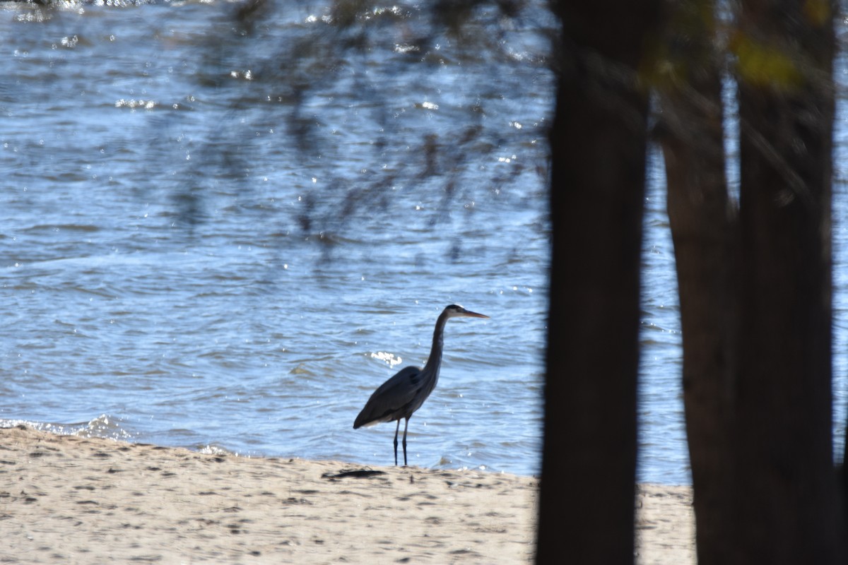 אנפה אמריקנית - ML646944448
