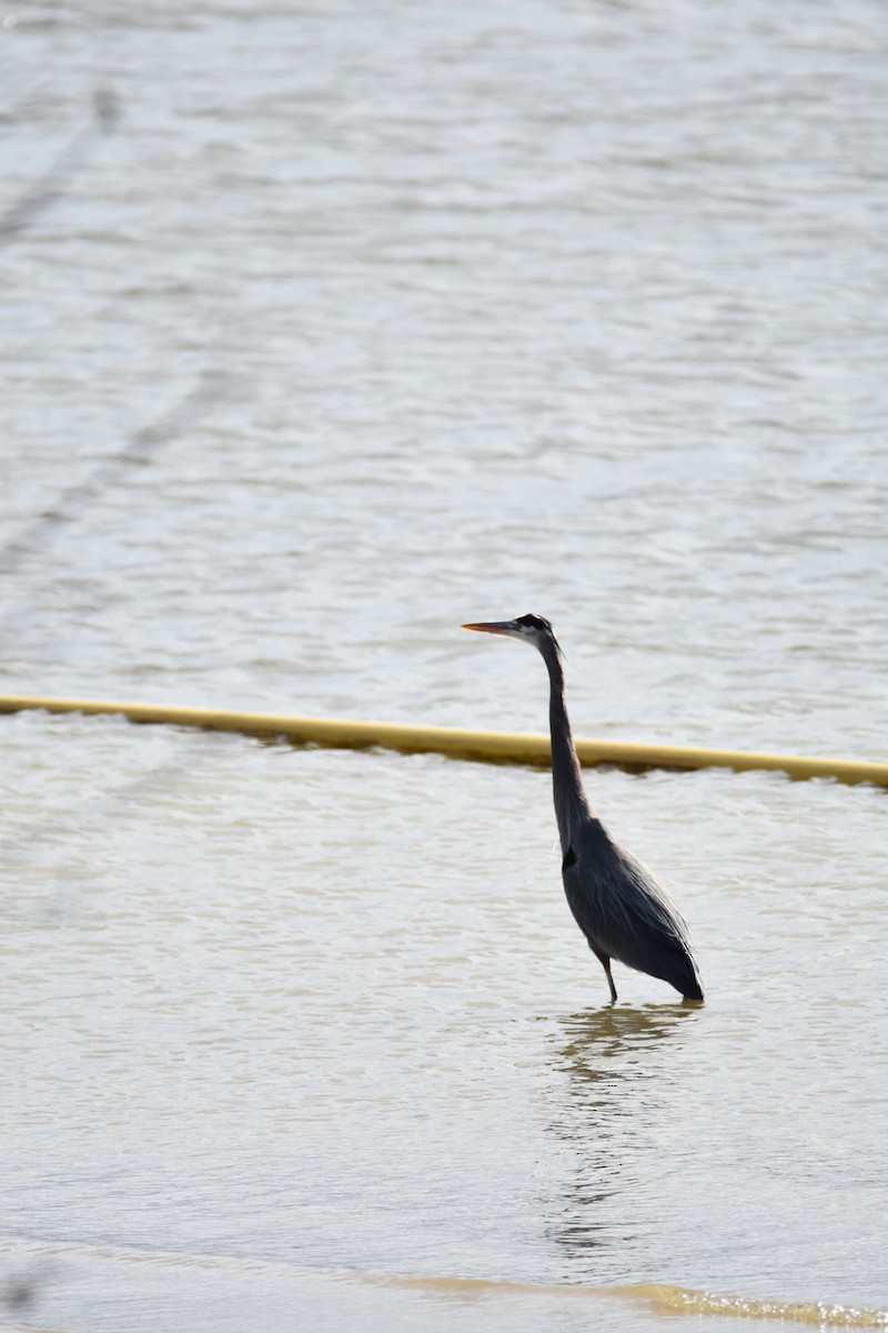 אנפה אמריקנית - ML646944449