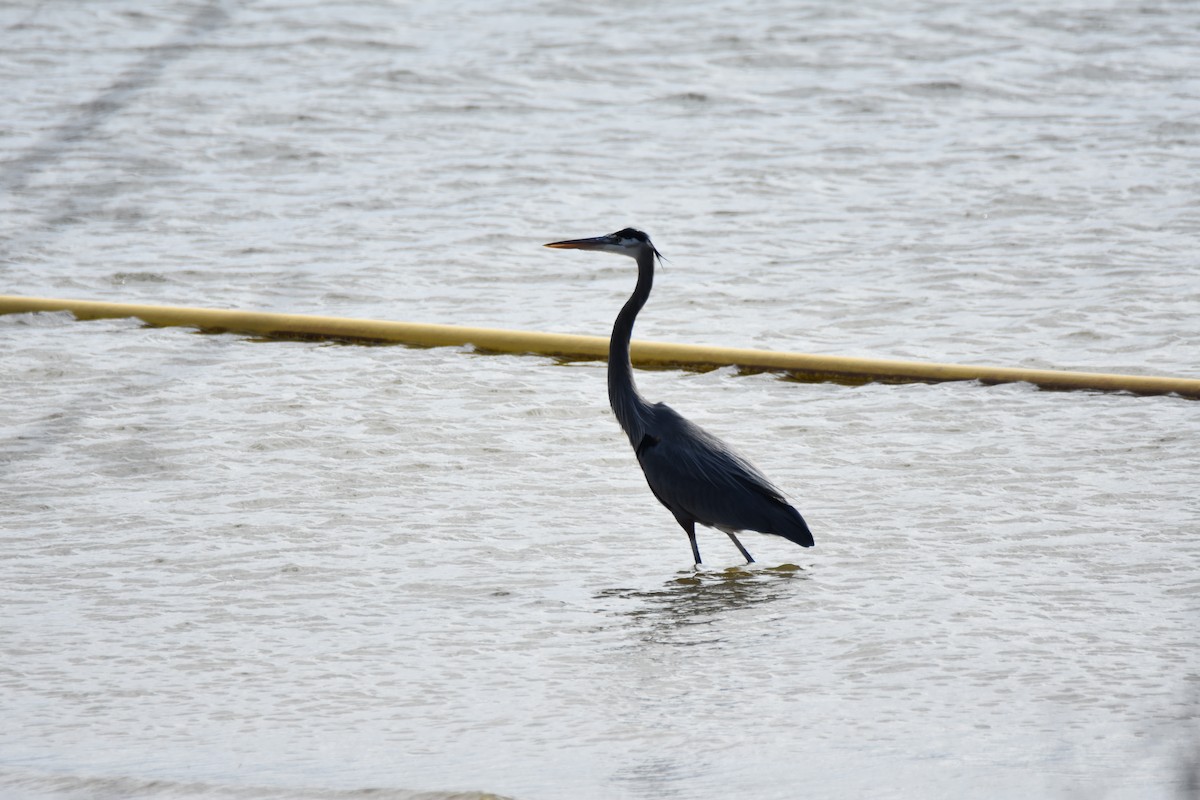 אנפה אמריקנית - ML646944450