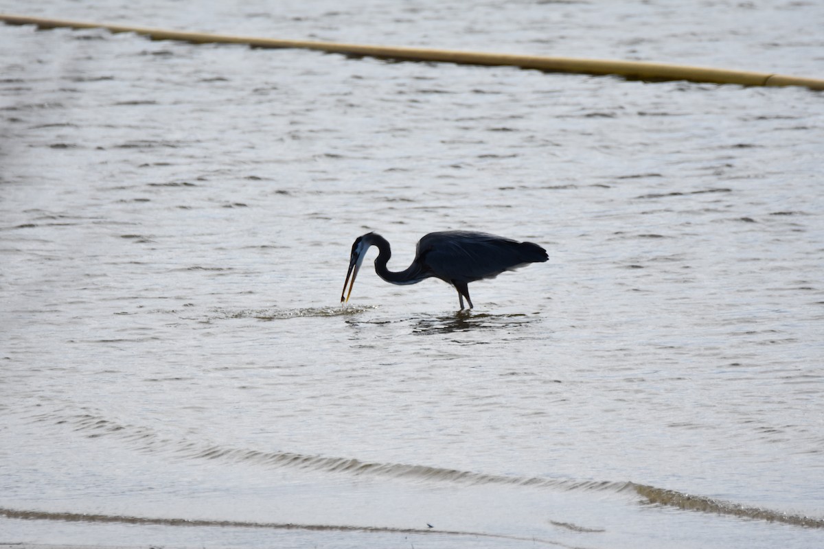 אנפה אמריקנית - ML646944451