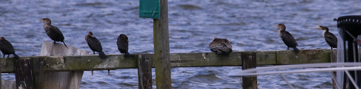 Double-crested Cormorant - ML646944454