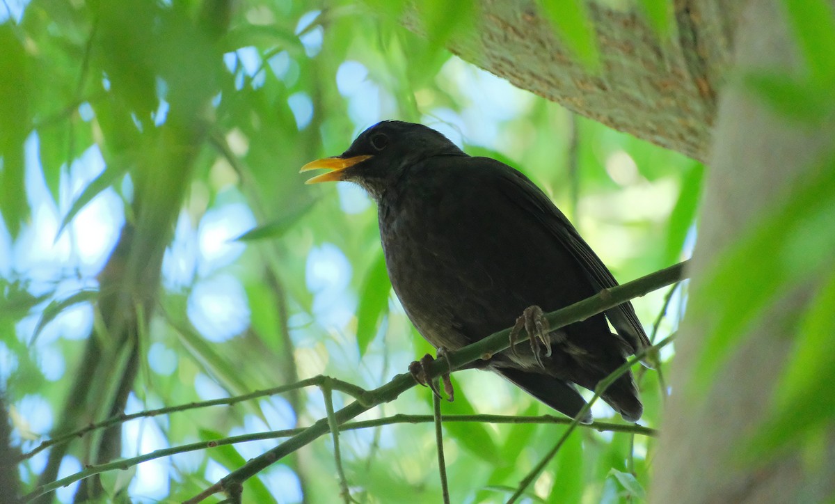 Хар хөөндэй - ML646944458