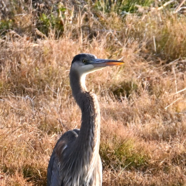 Great Blue Heron - ML646944465