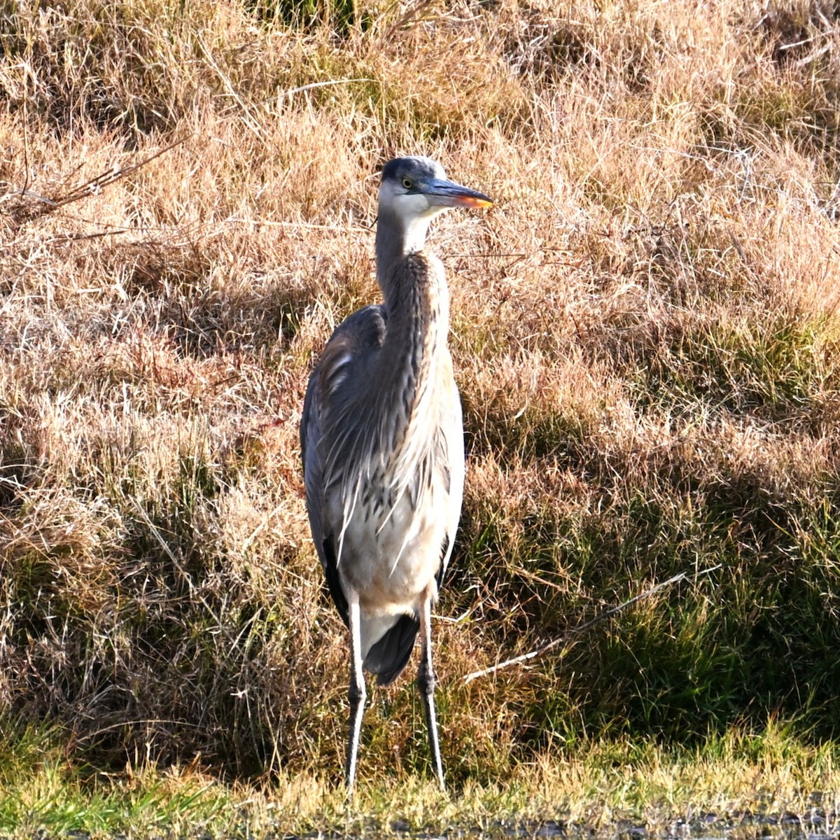 Great Blue Heron - ML646944466