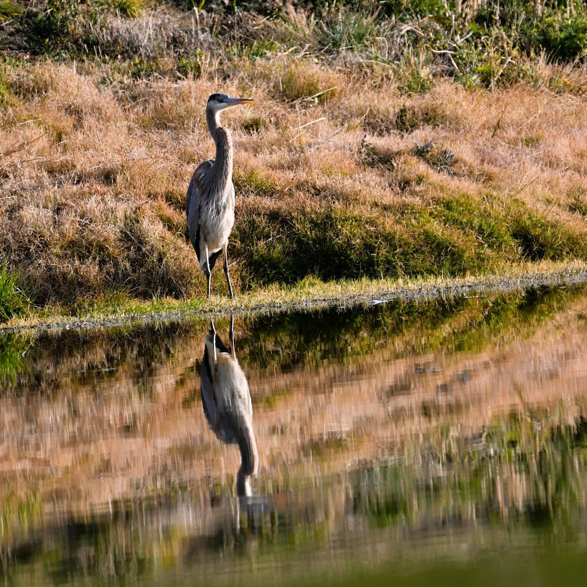Great Blue Heron - ML646944467