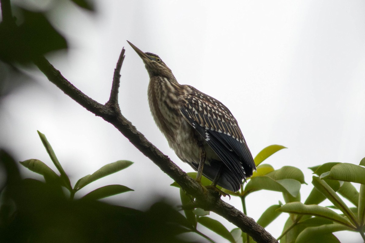 Little Heron - ML646944481