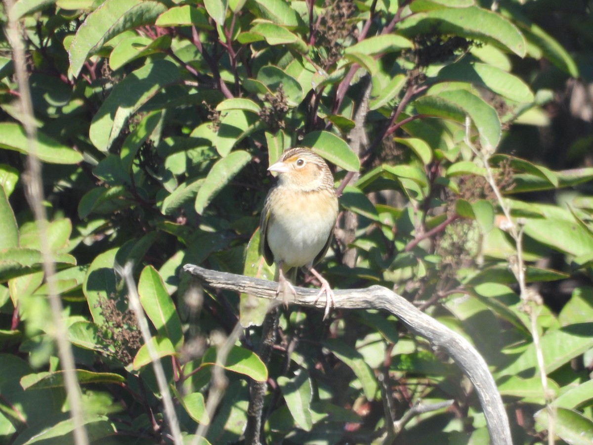 Grasshopper Sparrow - ML646944482