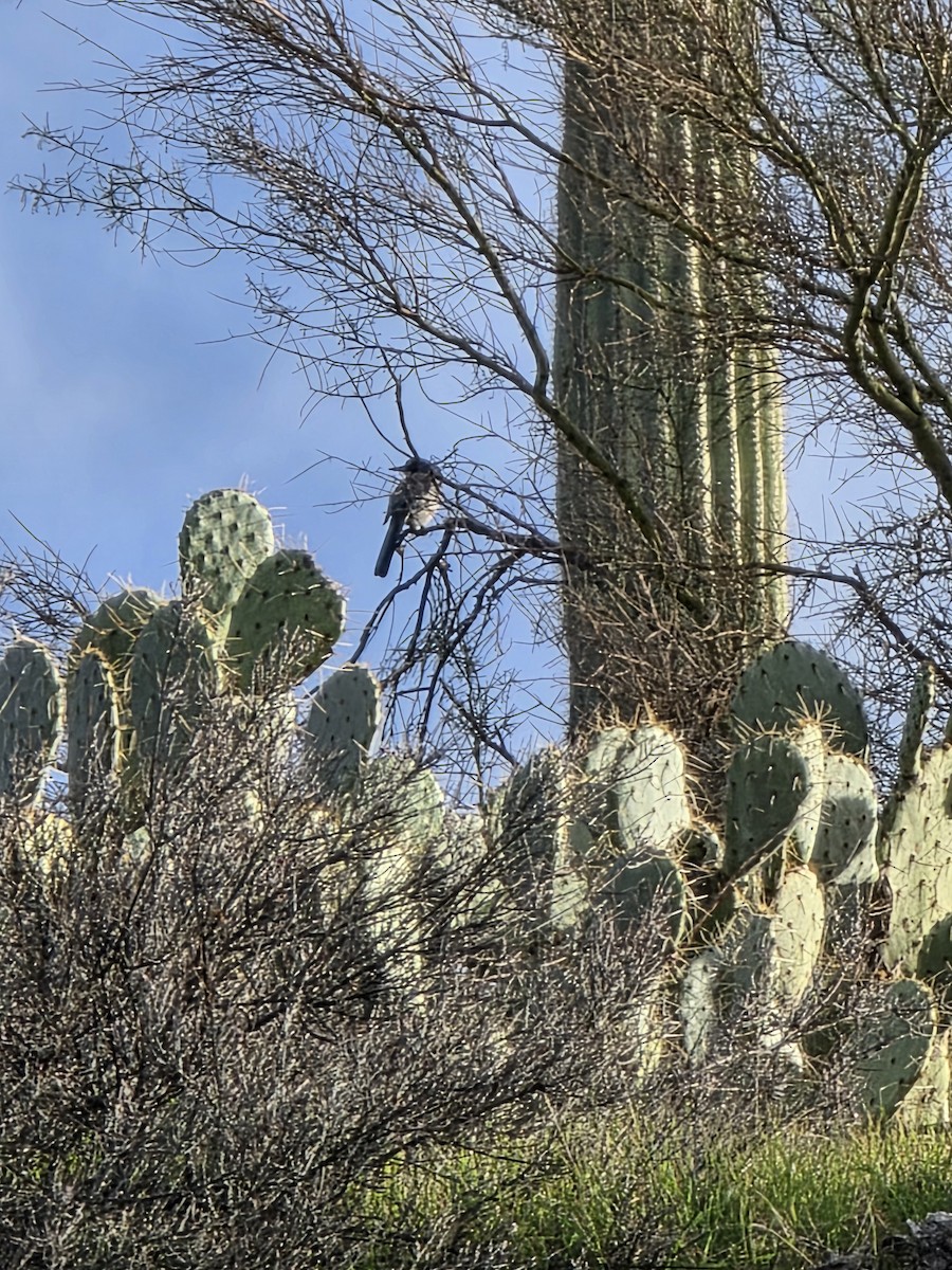 Woodhouse's Scrub-Jay - ML646944484