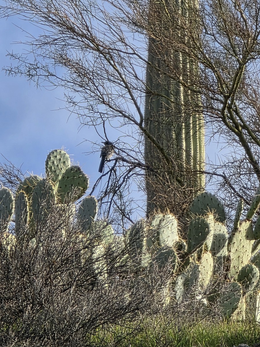 Woodhouse's Scrub-Jay - ML646944485