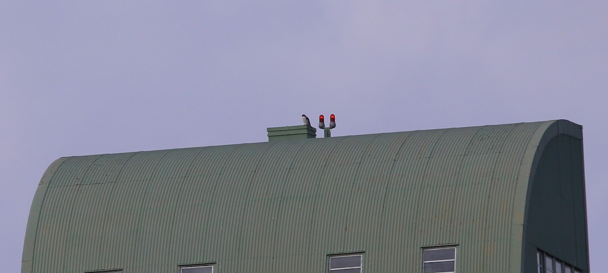 Peregrine Falcon - ML646944486