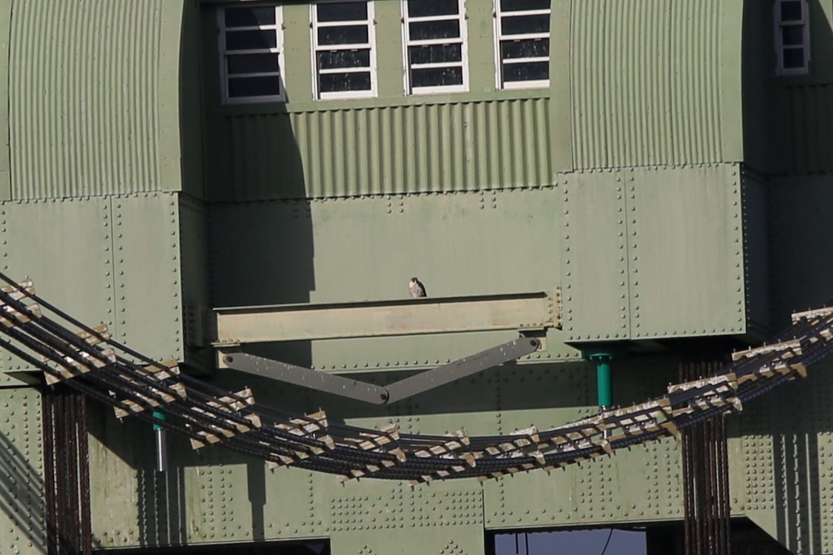 Peregrine Falcon - ML646944491