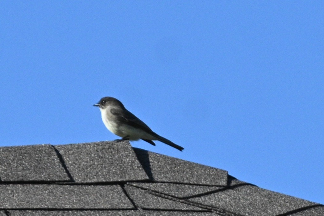 Eastern Phoebe - ML646944494