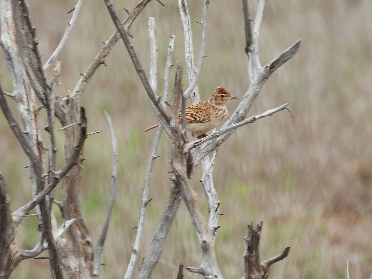 Monotonous Lark - ML646944497