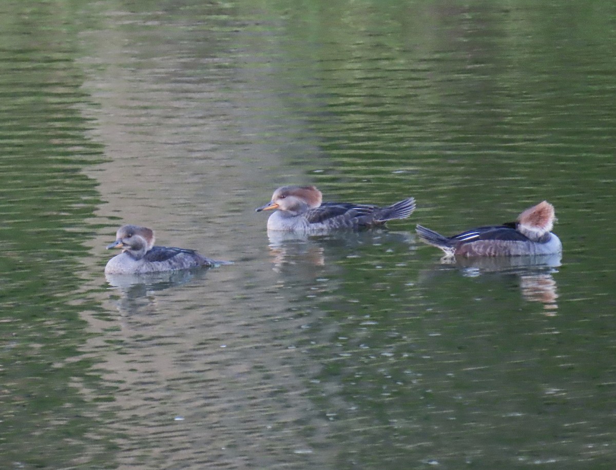 מרגון מקושט - ML646944499