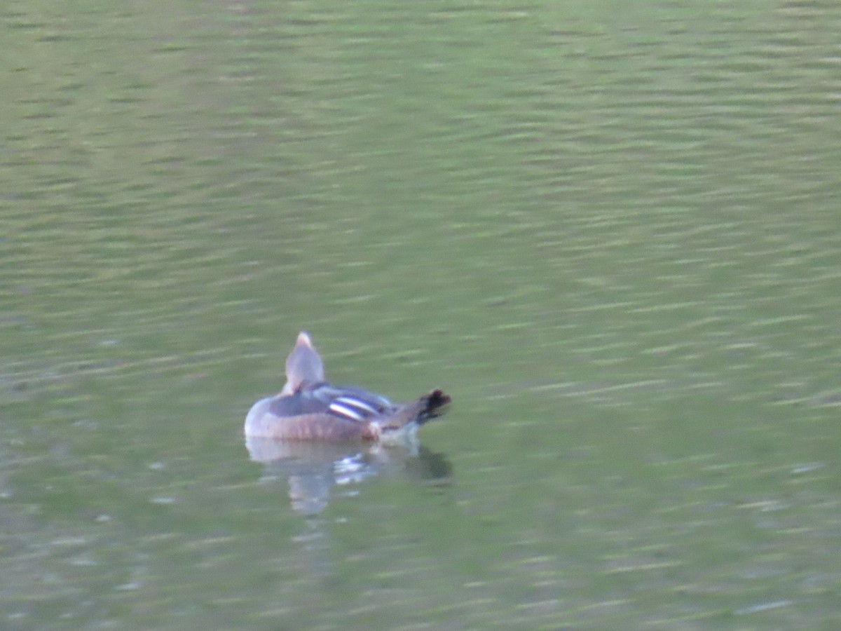 מרגון מקושט - ML646944500