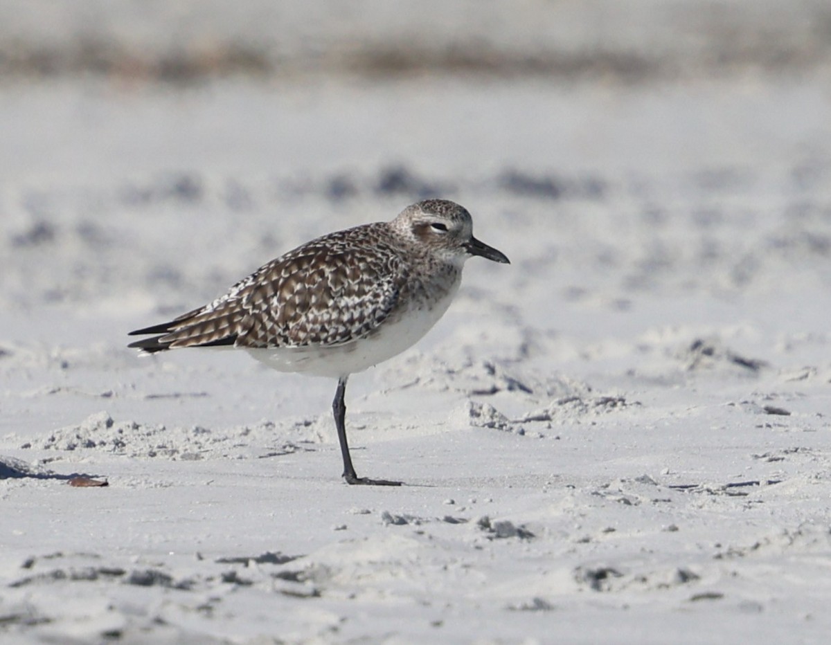 Chorlito Gris - ML646944501