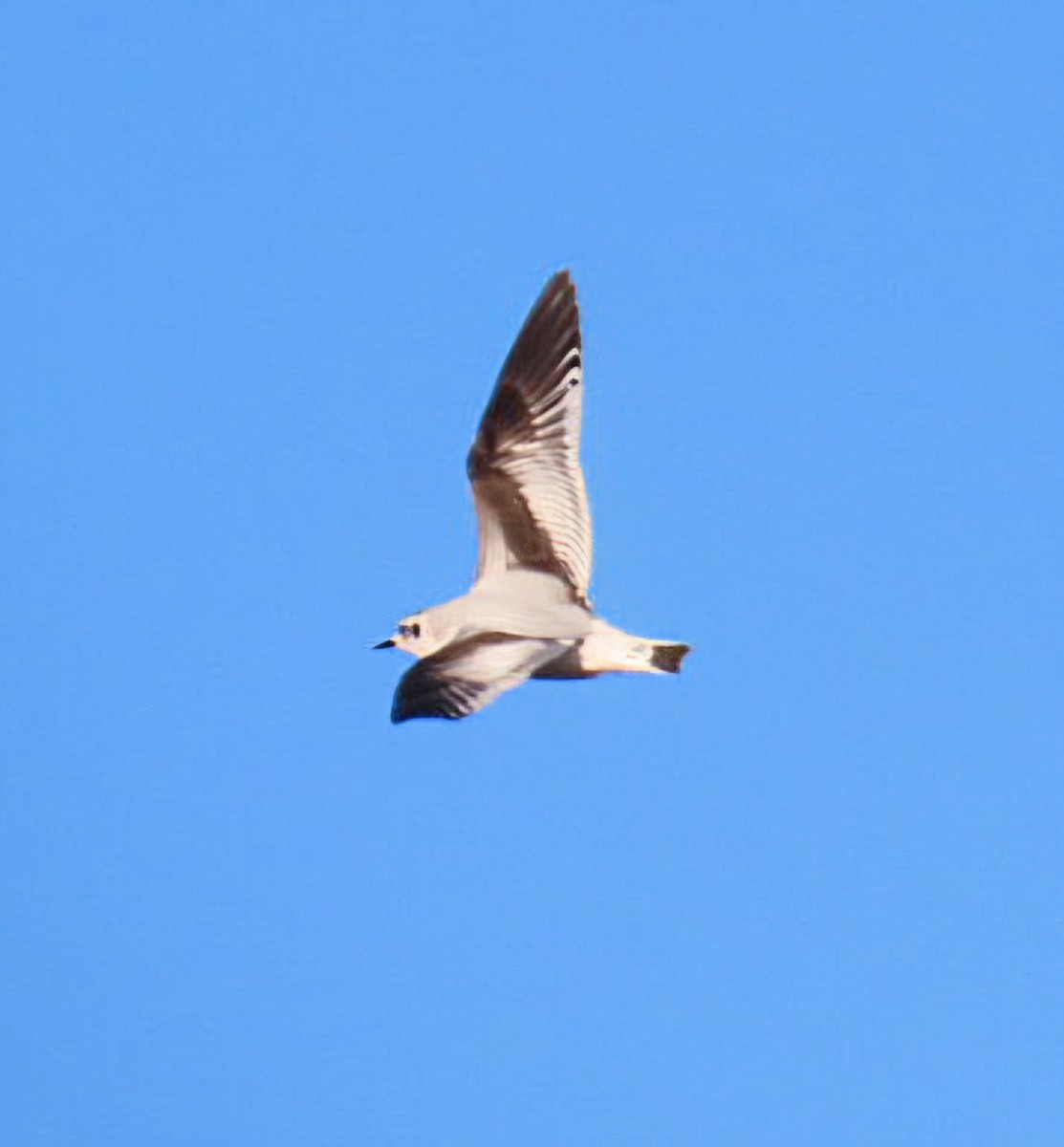 小鷗 - ML646944503