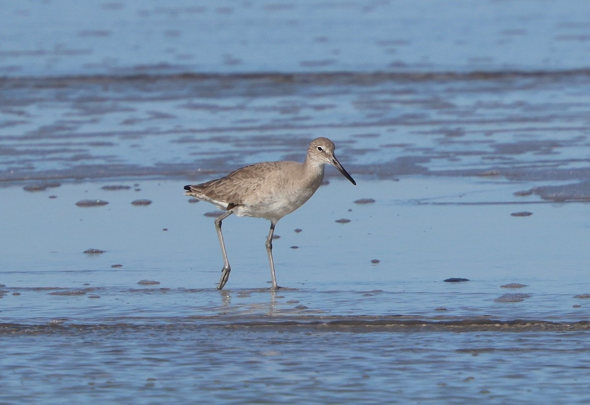 Playero Aliblanco (inornata) - ML646944522