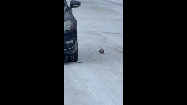 sojka šedá - ML646944523